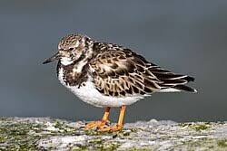 Attēlu rezultāti vaicājumam “Arenaria interpres”