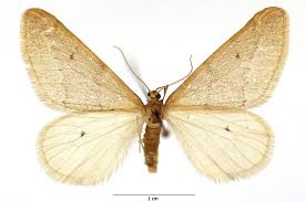 Attēlu rezultāti vaicājumam “Epirranthis diversata imago”