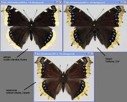 Attēlu rezultāti vaicājumam “Nymphalis antiopa upperside”