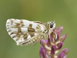 Attēlu rezultāti vaicājumam “Pyrgus alveus”