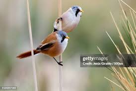 Attēlu rezultāti vaicājumam “Panurus biarmicus”