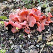 Attēlu rezultāti vaicājumam “Tremiscus helvelloides”