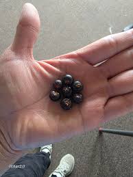 Attēlu rezultāti vaicājumam “Empetrum nigrum fruit”