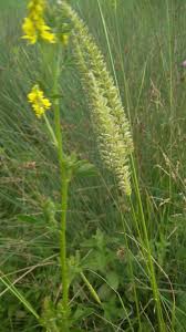 Attēlu rezultāti vaicājumam “Cynosurus cristatus flower”