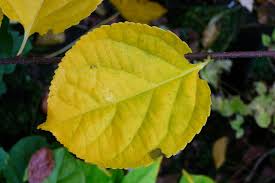 Attēlu rezultāti vaicājumam “Celastrus flagellaris”