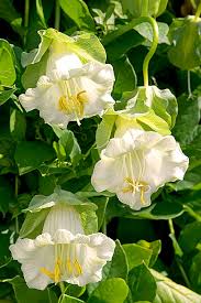 Image result for Glockenrebe