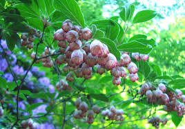 Attēlu rezultāti vaicājumam “Enkianthus campanulatus flower”