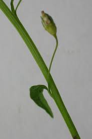 Attēlu rezultāti vaicājumam “Lobelia dortmanna bud”