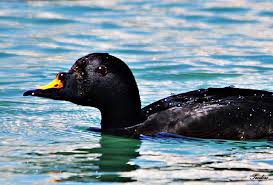 Attēlu rezultāti vaicājumam “Melanitta nigra”