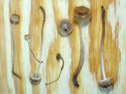 Attēlu rezultāti vaicājumam “Mycena amicta”