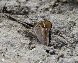 Attēlu rezultāti vaicājumam “Apatura ilia female”