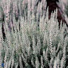Attēlu rezultāti vaicājumam “Calluna vulgaris leaf”