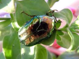 Attēlu rezultāti vaicājumam “Potosia cuprea imago”