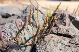 Attēlu rezultāti vaicājumam “Saelania glaucescens sporophyte”