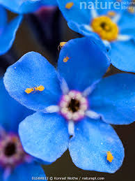 Attēlu rezultāti vaicājumam “Symphypleona”