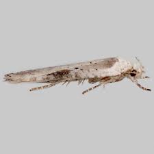 Attēlu rezultāti vaicājumam “Agonopterix alstromeriana”