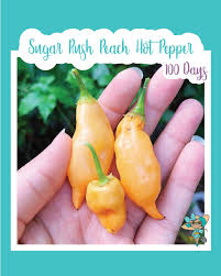 Afbeeldingsresultaat voor peach habanero hot pepper