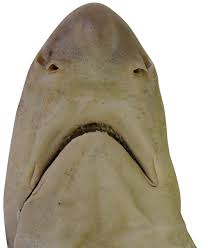 Image result for Paragaleus pectoralis