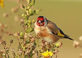 Attēlu rezultāti vaicājumam “Carduelis carduelis”