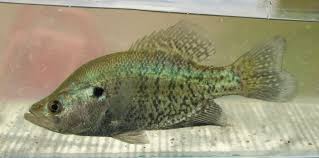 Image result for Pomoxis annularis