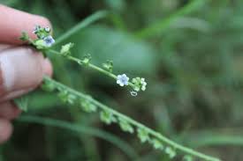Attēlu rezultāti vaicājumam “Liceaceae”