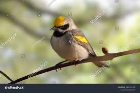 Image result for Vermivora chrysoptera