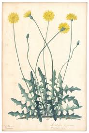 Attēlu rezultāti vaicājumam “Leontodon hispidus”