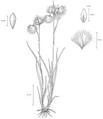 Attēlu rezultāti vaicājumam “Eriophorum angustifolium fruit”
