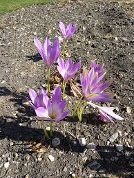 Attēlu rezultāti vaicājumam “Colchicaceae”