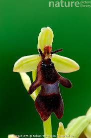 Attēlu rezultāti vaicājumam “Ophrys insectifera”