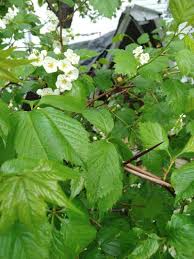 Attēlu rezultāti vaicājumam “Crataegus douglasii”
