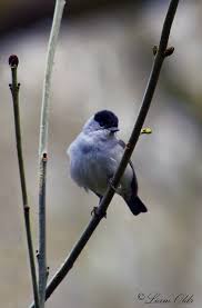 Attēlu rezultāti vaicājumam “Sylvia atricapilla male”