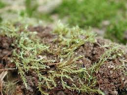 Attēlu rezultāti vaicājumam “Pohlia annotina”