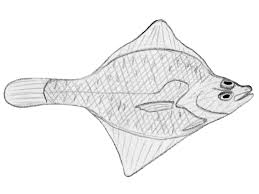 Image result for Myzopsetta ferruginea