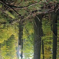 Attēlu rezultāti vaicājumam “Laurilia sulcata”