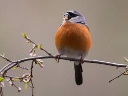 Attēlu rezultāti vaicājumam “Pyrrhula pyrrhula male”