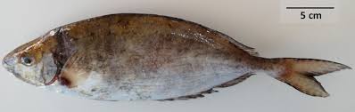Image result for Siganus rivulatus