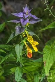 Attēlu rezultāti vaicājumam “Melampyrum nemorosum”