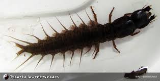 Attēlu rezultāti vaicājumam “Megaloptera”