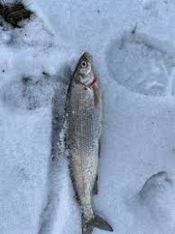 Image result for Coregonus lavaretus