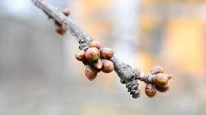 Attēlu rezultāti vaicājumam “Cerasus bud”