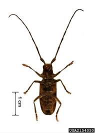 Attēlu rezultāti vaicājumam “Monochamus sutor”