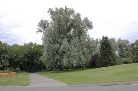 Attēlu rezultāti vaicājumam “Salix alba var. sericea”