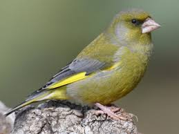 Attēlu rezultāti vaicājumam “Chloris chloris male”