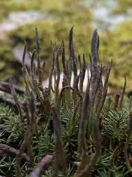 Attēlu rezultāti vaicājumam “Cladonia cornuta”