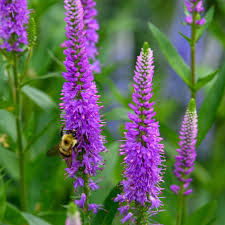 Attēlu rezultāti vaicājumam “Veronica spicata leaf”