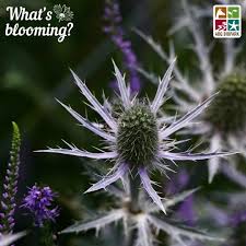 Attēlu rezultāti vaicājumam “Eryngium planum fruit”
