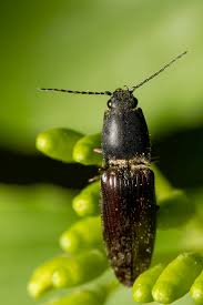 Attēlu rezultāti vaicājumam “Melanotus sp.”