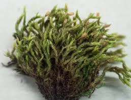 Attēlu rezultāti vaicājumam “Racomitrium heterostichum”