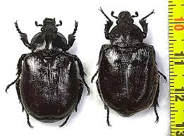 Attēlu rezultāti vaicājumam “Osmoderma barnabita”